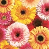Serwetki mix bibuła [mm:] 330x330 Pol-mak (Sd)