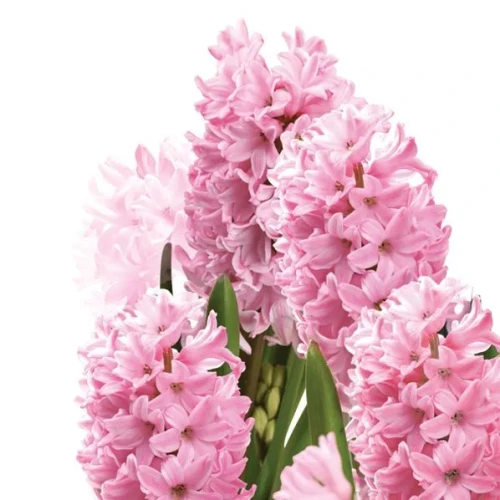 Serwetki wiosna mix bibuła [mm:] 330x330