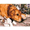 Zestaw kreatywny Malowanie po numerach 30x40cm Pies i koty Flamingo Line (FC165)