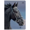 Zeszyt A5 WILD HORSES 32k. 70g krata Interdruk