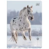 Zeszyt A5 WILD HORSES 32k. 70g linia kolor Interdruk