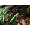 Zawieszka Paracord WE Orange/Black + Ti Bead Blue